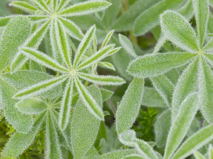 Framed Print : WA, Mount Rainier National Park, Subalpine Lupine leaves and dew (Lupinus latifolius)