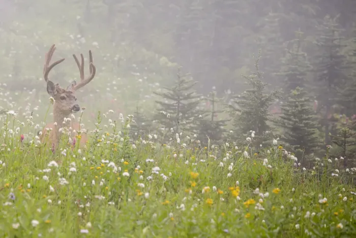 Framed Print : WA, Mount Rainier National Park, Black-tailed deer buck in wildflower meadow