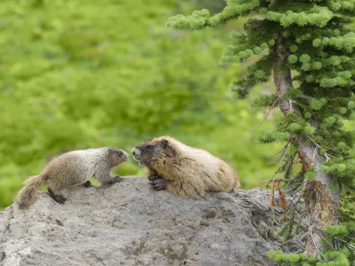 Framed Print : WA, Mount Rainier National Park, Hoary Marmot (Marmota caligata), mother and baby Framed Print : WA, Mount Rainier National Park, Hoary Marmot (Marmota caligata), mother and baby