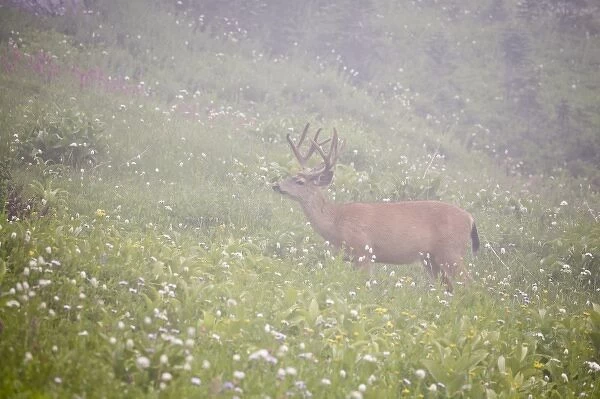 WA, Mount Rainier National Park, Black-tailed deer buck in wildflower meadow, Odocoileus