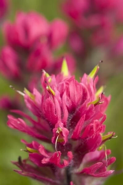 WA, Mount Rainier National Park, Magenta Paintbrush (Castilleja parviflora)