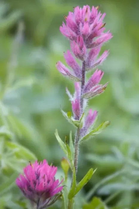 Framed Print : WA, Mount Rainier National Park, Magenta Paintbrush (Castilleja parviflora)