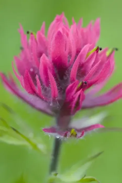 Framed Print : WA, Mount Rainier National Park, Magenta Paintbrush (Castilleja parviflora) Framed Print : WA, Mount Rainier National Park, Magenta Paintbrush (Castilleja parviflora)