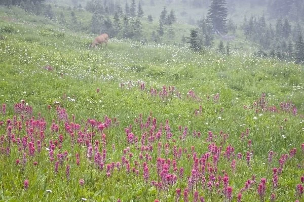 WA, Mount Rainier National Park, Black-tailed deer doe in wildflower meadow, Odocoileus