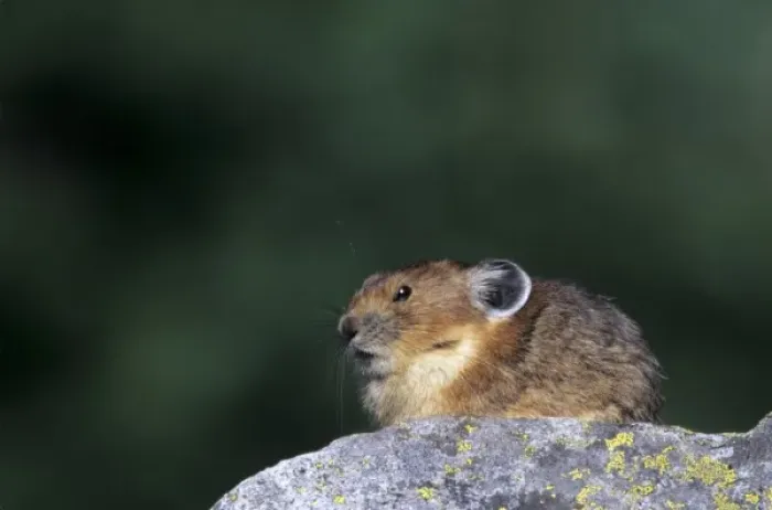 Framed Print : WA, Mount Rainier National Park, American Pika, sitting on rock Framed Print : WA, Mount Rainier National Park, American Pika, sitting on rock
