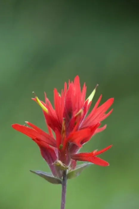 Framed Print : WA, Mount Rainier National Park, Magenta Paintbrush (Castilleja parviflora)