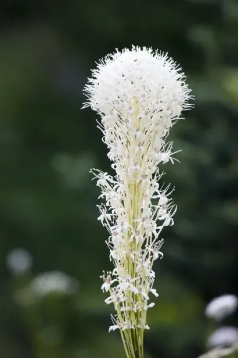 Framed Print : WA, Mount Rainier National Park, Beargrass (Xerophyllum tenax)