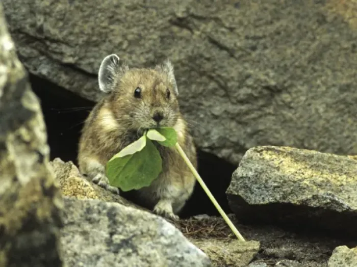 Framed Print : WA, Mount Rainier National Park, American Pika, gathering food Framed Print : WA, Mount Rainier National Park, American Pika, gathering food