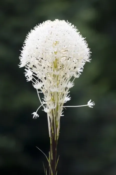 Framed Print : WA, Mount Rainier National Park, Beargrass (Xerophyllum tenax)