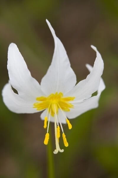 WA, Mount Rainier National Park, Avalanche Lily (Erythronium montanum)