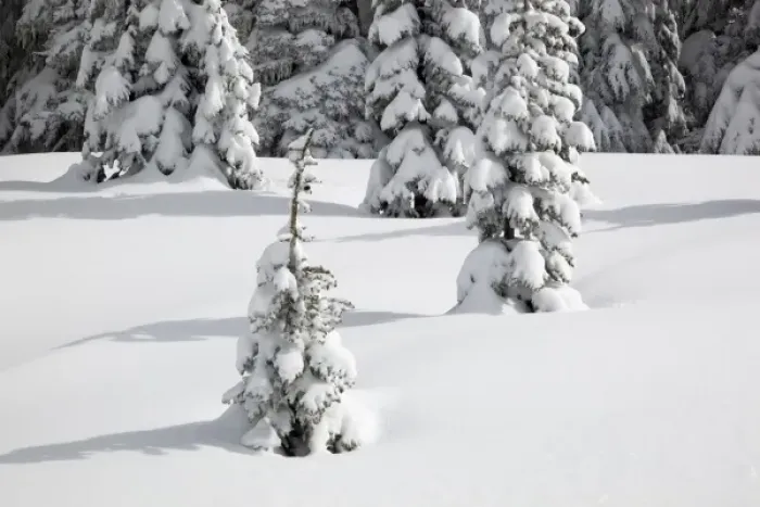 Framed Print : WA, Mount Rainier National Park, Snow-covered fir trees Framed Print : WA, Mount Rainier National Park, Snow-covered fir trees