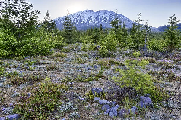 WA, Mount Saint Helens National Volcanic Monument, Wildflowers and mountain; view