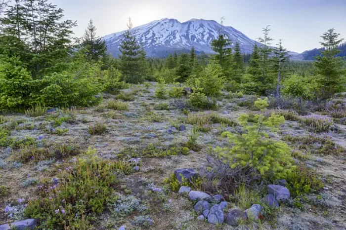 Framed Print : WA, Mount Saint Helens National Volcanic Monument, Wildflowers and mountain; view