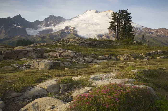 Framed Print : WA, Mt. Baker NRA, Mt. Baker and heather near Park Butte Framed Print : WA, Mt. Baker NRA, Mt. Baker and heather near Park Butte