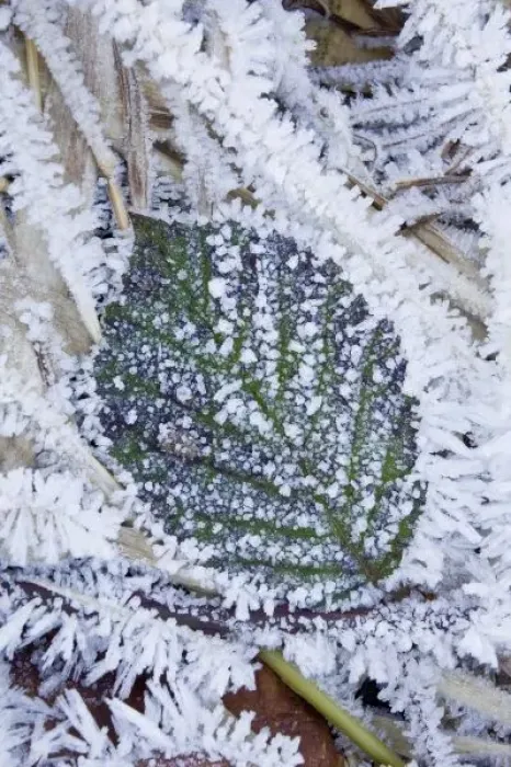 Framed Print : WA, Mt. Baker Snoqualmie National Forest, wild Himalayan Blackberry leaf and frost