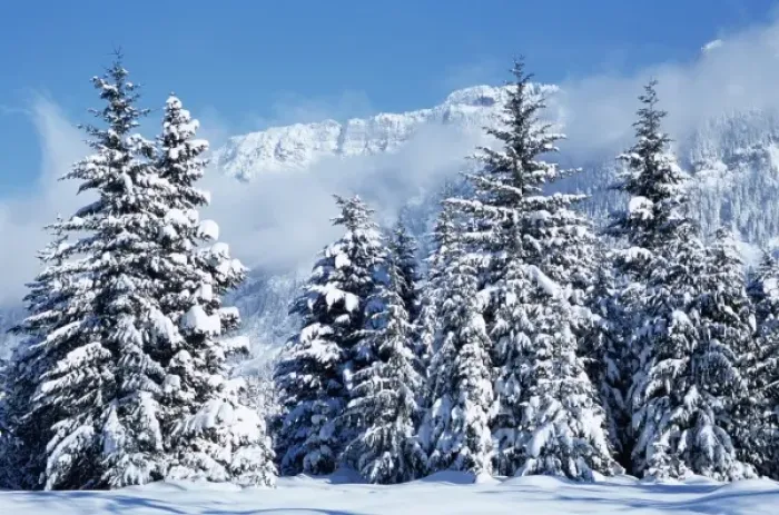 Framed Print : WA, Mt. Baker Snoqualmie NF, Gold Creek Basin, snow covered trees Framed Print : WA, Mt. Baker Snoqualmie NF, Gold Creek Basin, snow covered trees