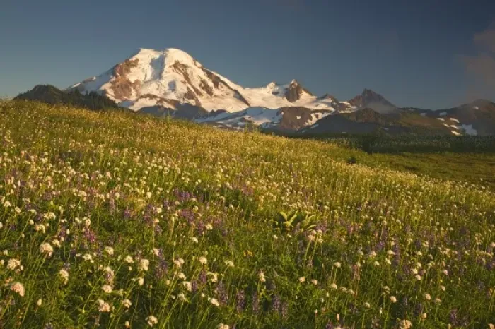 Framed Print : WA, Mt. Baker Wilderness, Mt. Baker and wildflower meadow from Skyline Divide Framed Print : WA, Mt. Baker Wilderness, Mt. Baker and wildflower meadow from Skyline Divide