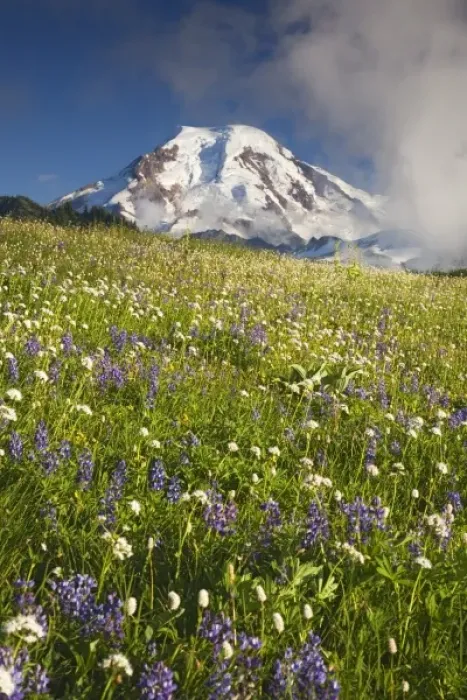 Framed Print : WA, Mt. Baker Wilderness, Mt. Baker and wildflower meadow from Skyline Divide Framed Print : WA, Mt. Baker Wilderness, Mt. Baker and wildflower meadow from Skyline Divide
