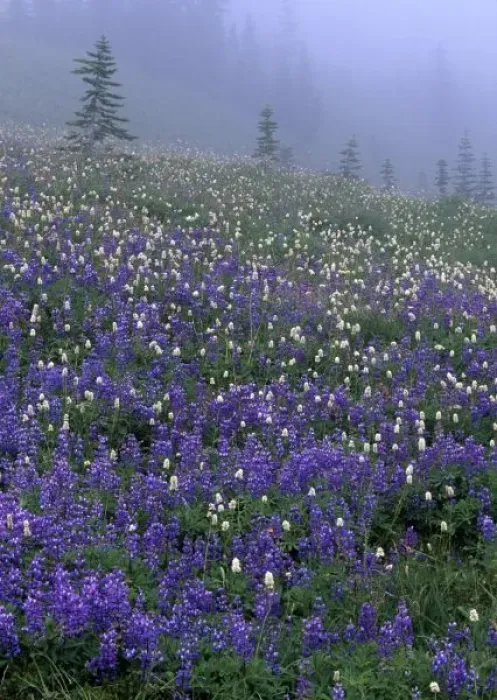 Framed Print : WA, Mt. Rainier NP, Lupine and Bistort meadow in fog