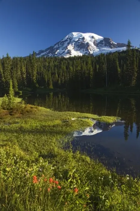 Framed Print : WA, Mt. Rainier NP, Mt. Rainier reflected in Reflection Lake, paintbrush in foreground Framed Print : WA, Mt. Rainier NP, Mt. Rainier reflected in Reflection Lake, paintbrush in foreground