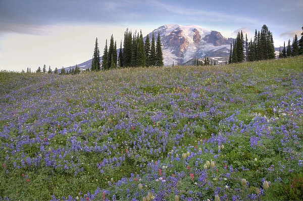WA, Mt. Rainier NP, Mt. Rainier and wildflowers at Mazama Ridge