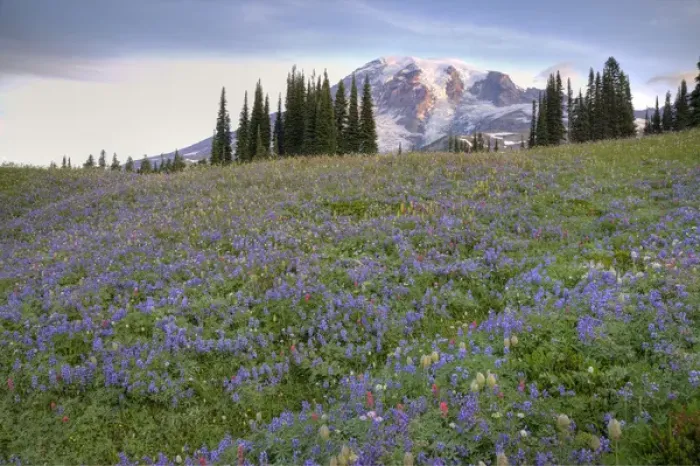 Framed Print : WA, Mt. Rainier NP, Mt. Rainier and wildflowers at Mazama Ridge Framed Print : WA, Mt. Rainier NP, Mt. Rainier and wildflowers at Mazama Ridge