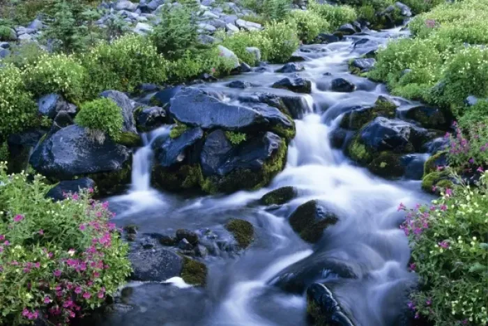 Framed Print : WA, Mt. Rainier NP, Paradise Creek with monkey flowers Framed Print : WA, Mt. Rainier NP, Paradise Creek with monkey flowers