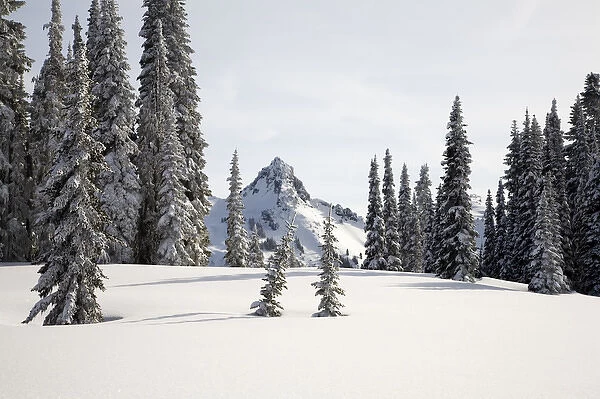 WA, Mt. Rainier NP, Snow covered trees with Tatoosh Range