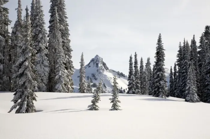 Framed Print : WA, Mt. Rainier NP, Snow covered trees with Tatoosh Range Framed Print : WA, Mt. Rainier NP, Snow covered trees with Tatoosh Range