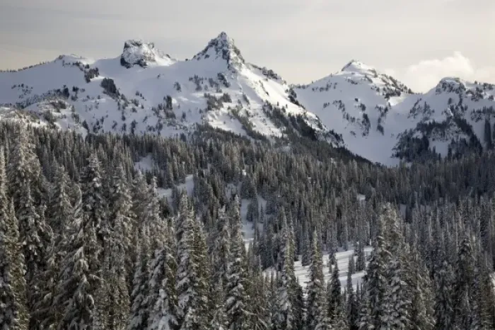 Framed Print : WA, Mt. Rainier NP, Snow covered trees with Tatoosh Range and Pinnacle Peak Framed Print : WA, Mt. Rainier NP, Snow covered trees with Tatoosh Range and Pinnacle Peak