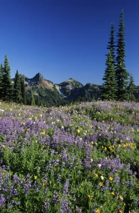 Framed Print : WA, Mt. Rainier NP, Tatoosh Range and lupine meadow in Paradise Valley Framed Print : WA, Mt. Rainier NP, Tatoosh Range and lupine meadow in Paradise Valley