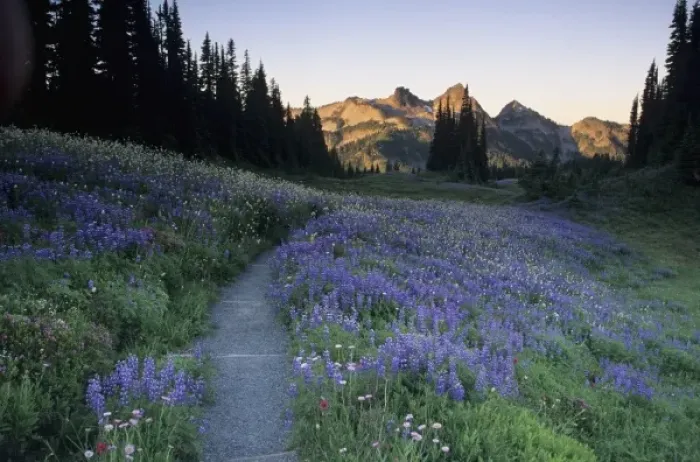 Framed Print : WA, Mt. Rainier NP, Tatoosh Range with trail and lupine meadow on Mazama Ridge Framed Print : WA, Mt. Rainier NP, Tatoosh Range with trail and lupine meadow on Mazama Ridge