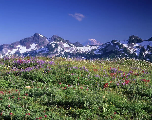 WA, Mt. Rainier NP, Tatoosh Range with wildflower meadow from Skyline trail; Mt