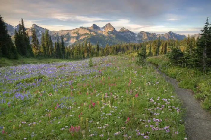 Framed Print : WA, Mt. Rainier NP, Tatoosh Range and wildflowers, view from Mazama Ridge Framed Print : WA, Mt. Rainier NP, Tatoosh Range and wildflowers, view from Mazama Ridge