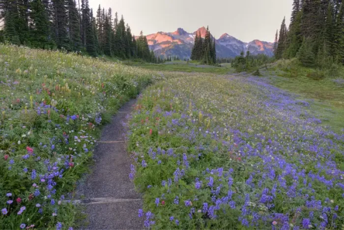 Framed Print : WA, Mt. Rainier NP, Tatoosh Range and wildflowers, view from Mazama Ridge Framed Print : WA, Mt. Rainier NP, Tatoosh Range and wildflowers, view from Mazama Ridge