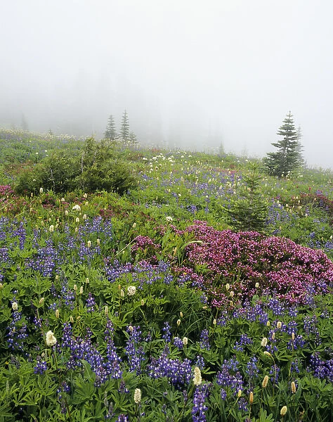 WA, Mt. Rainier NP, Wildflowers and Fog at Mazama Ridge