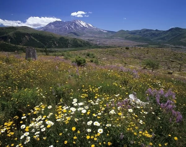 WA, Mt. St. Helens National Volcanic Monument, Mt. St. Helens, view from Coldwater Ridge