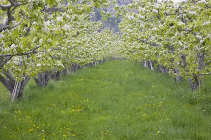 Framed Print : WA, Okanogan County, nearTwisp, pear orchard in bloom, in the Methow Valley Framed Print : WA, Okanogan County, nearTwisp, pear orchard in bloom, in the Methow Valley
