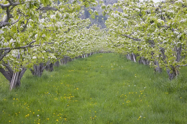 WA, Okanogan County, nearTwisp, pear orchard in bloom, in the Methow Valley