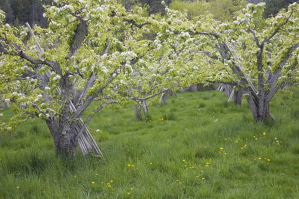 WA, Okanogan County, nearTwisp, pear orchard in bloom, in the Methow Valley