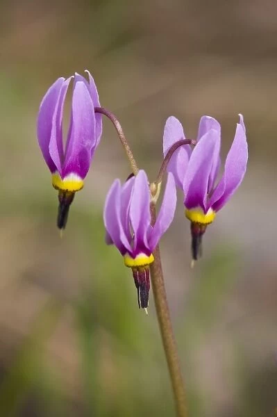 WA, Okanogan National Forest, Alpine Shooting Star (Jeffrey Shooting Star) wildflowers