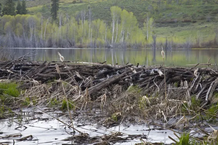 Framed Print : WA, Okanogan National Forest, Beaver dam and pond, on Sun Mountain in the Methow Valley