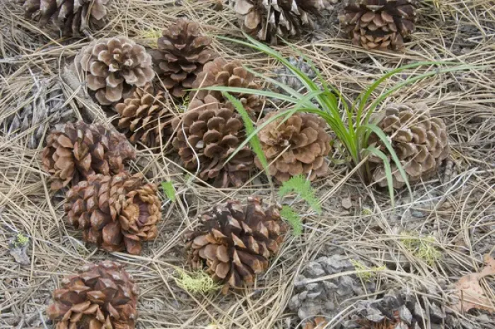 Framed Print : WA, Okanogan National Forest, Ponderosa Pine cones and needles Framed Print : WA, Okanogan National Forest, Ponderosa Pine cones and needles