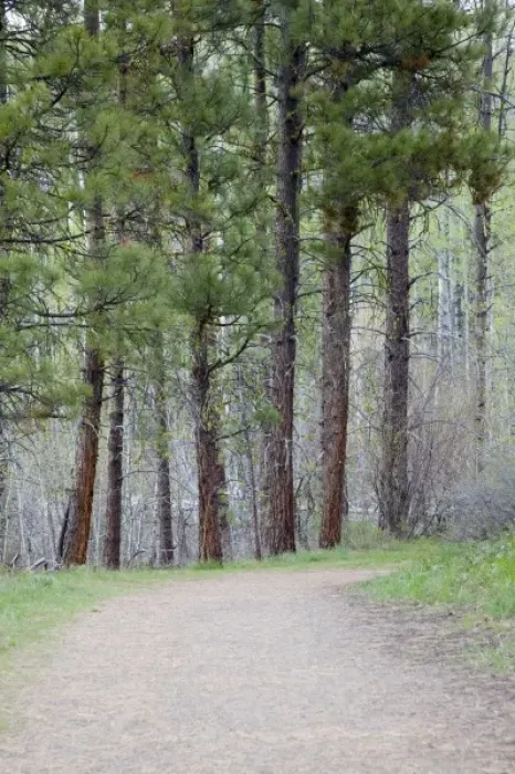 Framed Print : WA, Okanogan National Forest, Pondersoa Pines and trail, on Sun Mountain in the Methow