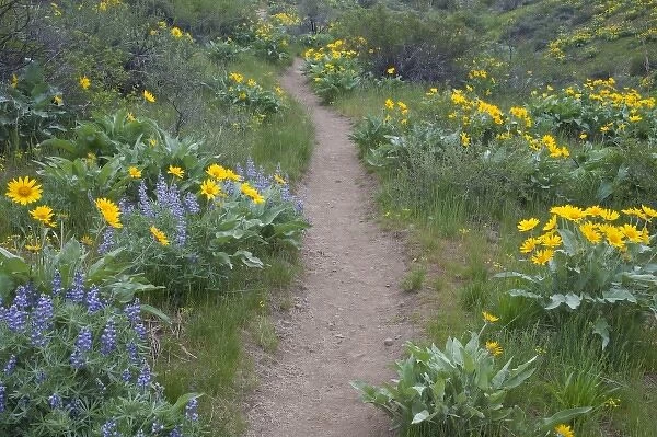 WA, Okanogan National Forest, trail through Arrowleaf Balsamroot and Lpine wildflowers