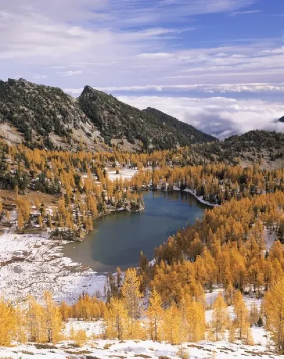 Framed Print : WA, Okanogan NF, Cooney Lake and golden Larch trees Framed Print : WA, Okanogan NF, Cooney Lake and golden Larch trees