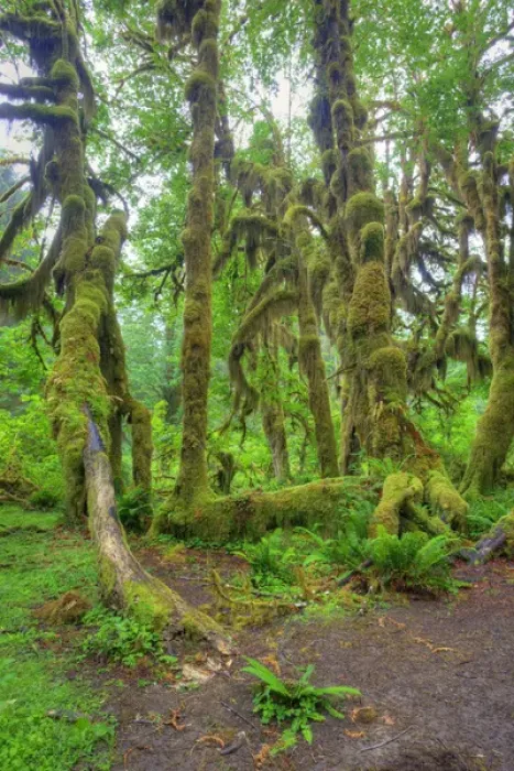 Framed Print : WA, Olympic National Park, Hoh Rain Forest, Hall of Mosses, moss covered trees and ferns Framed Print : WA, Olympic National Park, Hoh Rain Forest, Hall of Mosses, moss covered trees and ferns