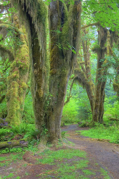 WA, Olympic National Park, Hoh Rain Forest, Hall of Mosses, moss covered trees and ferns