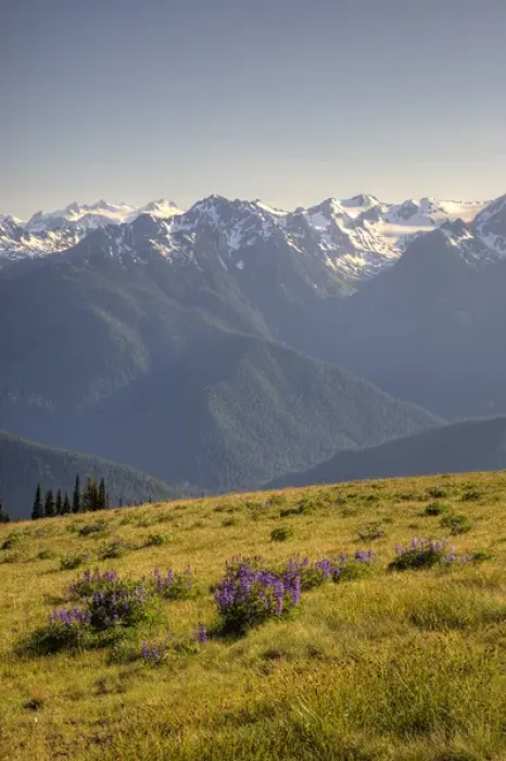 Framed Print : WA, Olympic National Park, Hurricane Ridge, Olympic Mountain Range and subalpine