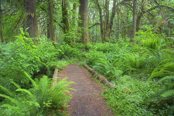 WA, Olympic National Park, Quinault Rain Forest, Maple Glade trail, wood bridge with ferns